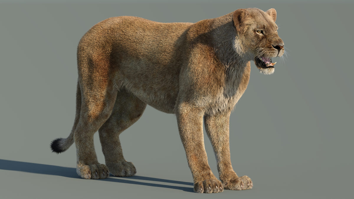 Lifelike Lioness 3D Model with Hair and Fur 3ds Max for Download