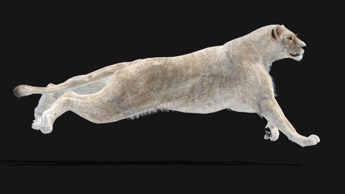 Animated White Lioness 3D Model - Hair and Fur - 360 Degree View