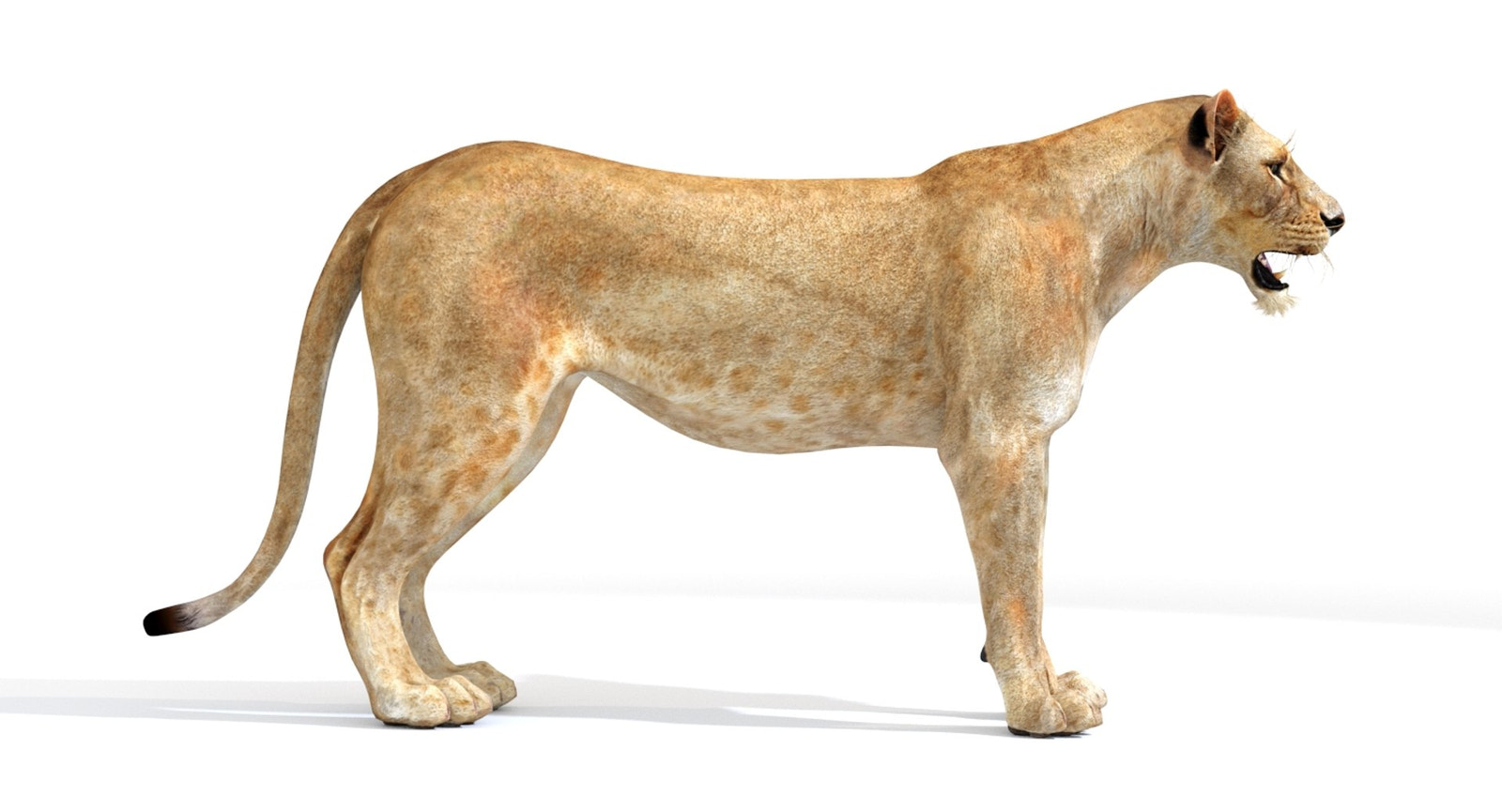 Lioness 3D Model Side View for your Game