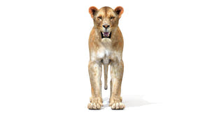 3D Lioness Model standing on a white background - Front View Thumbnail