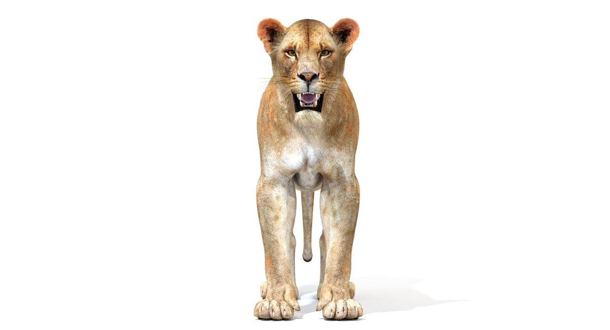 3D Lioness Model standing on a white background - Front View