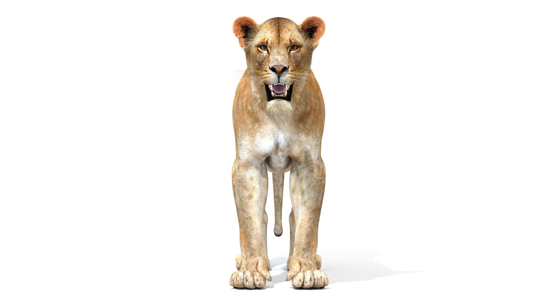 3D Lioness Model standing on a white background - Front View