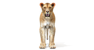 3D Lioness Model standing on a white background - Front View Thumbnail