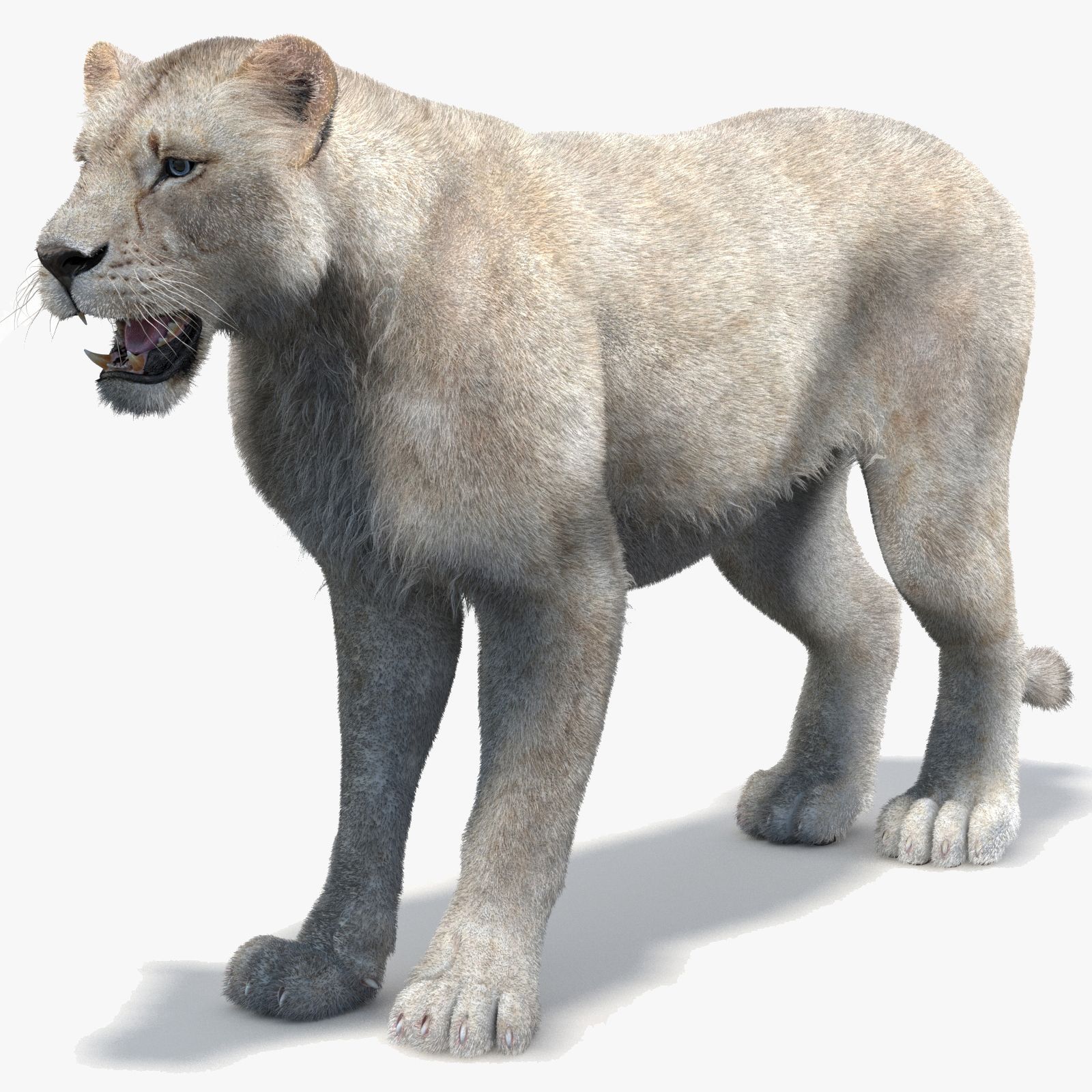 White Lioness 3D Model with Fur