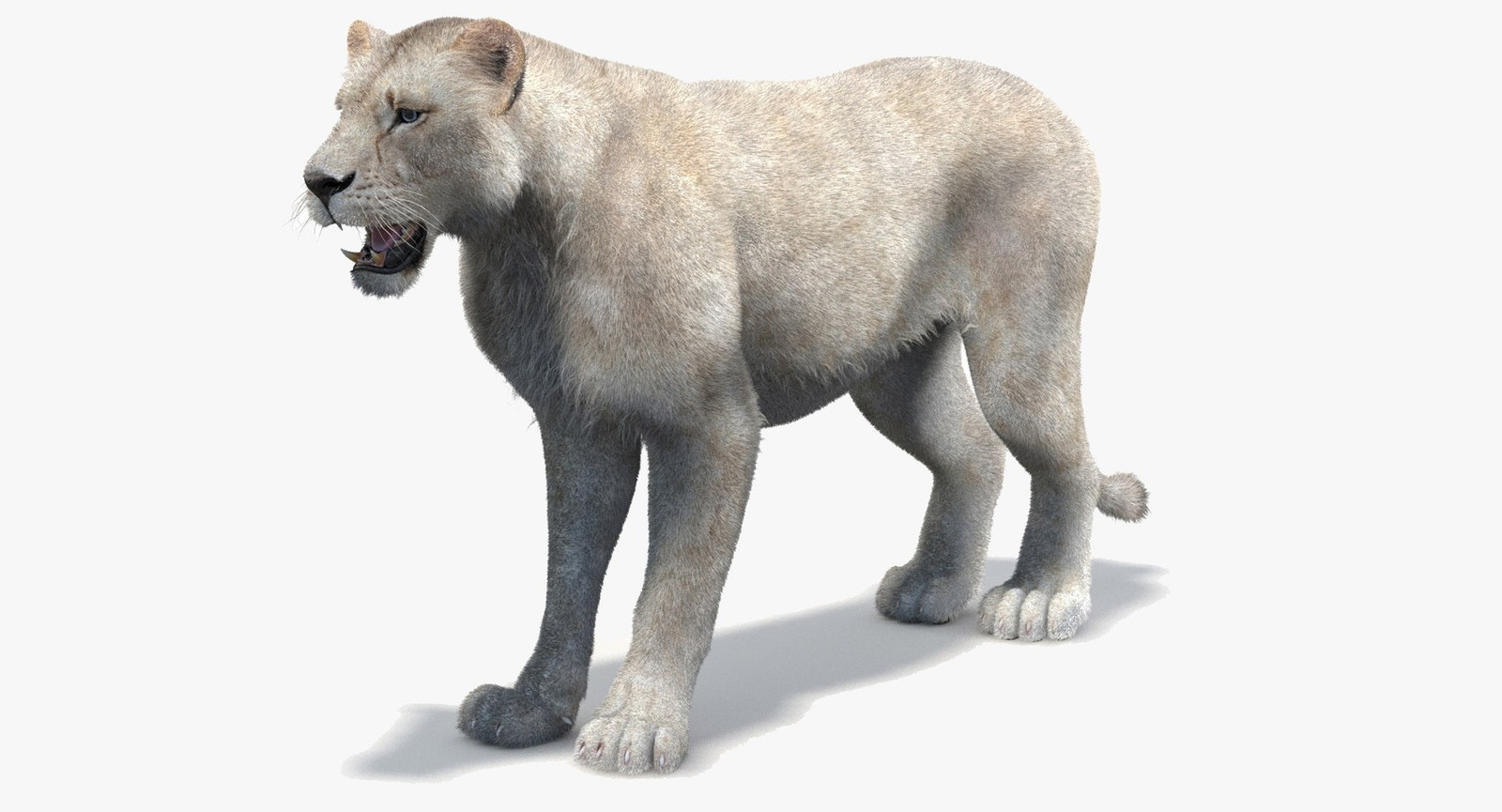 White Lioness 3D Model with Fur