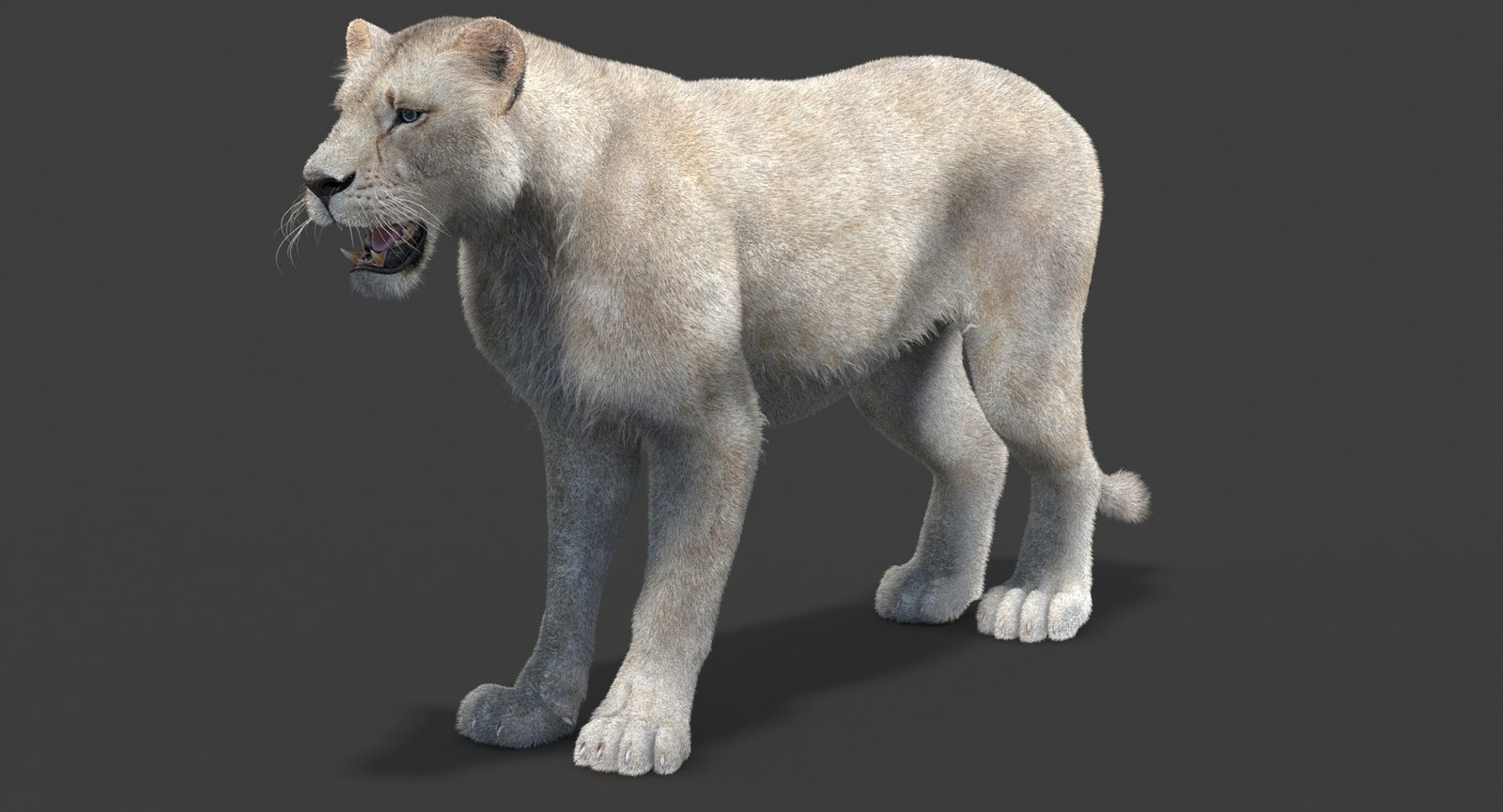 Realistic White Lioness 3D Model with Fur