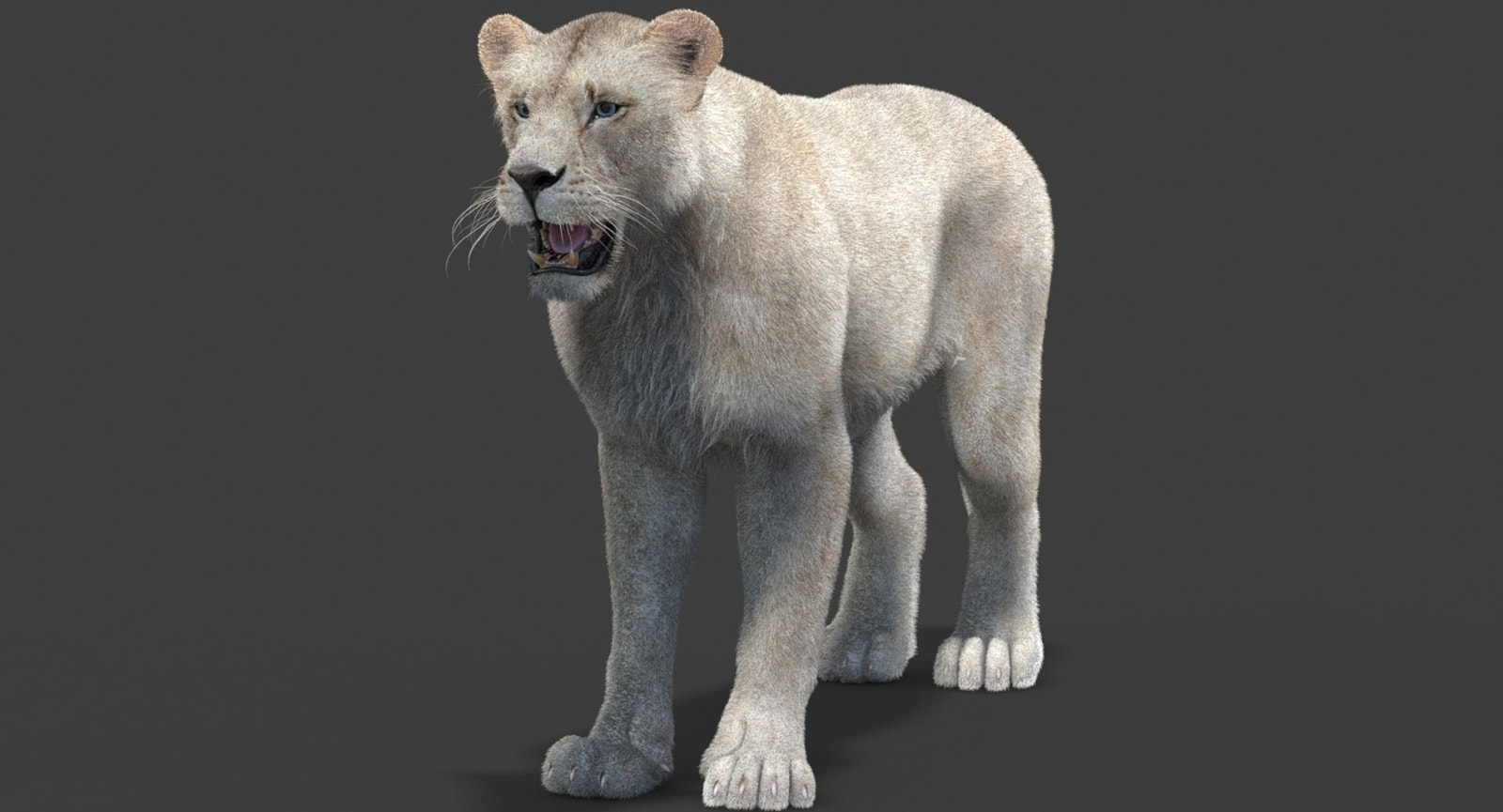 Realistic White Lioness 3D Model with Fur