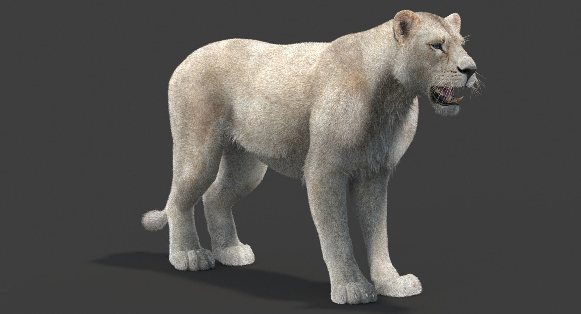 White Lioness 3D Model with Fur — Game-Ready