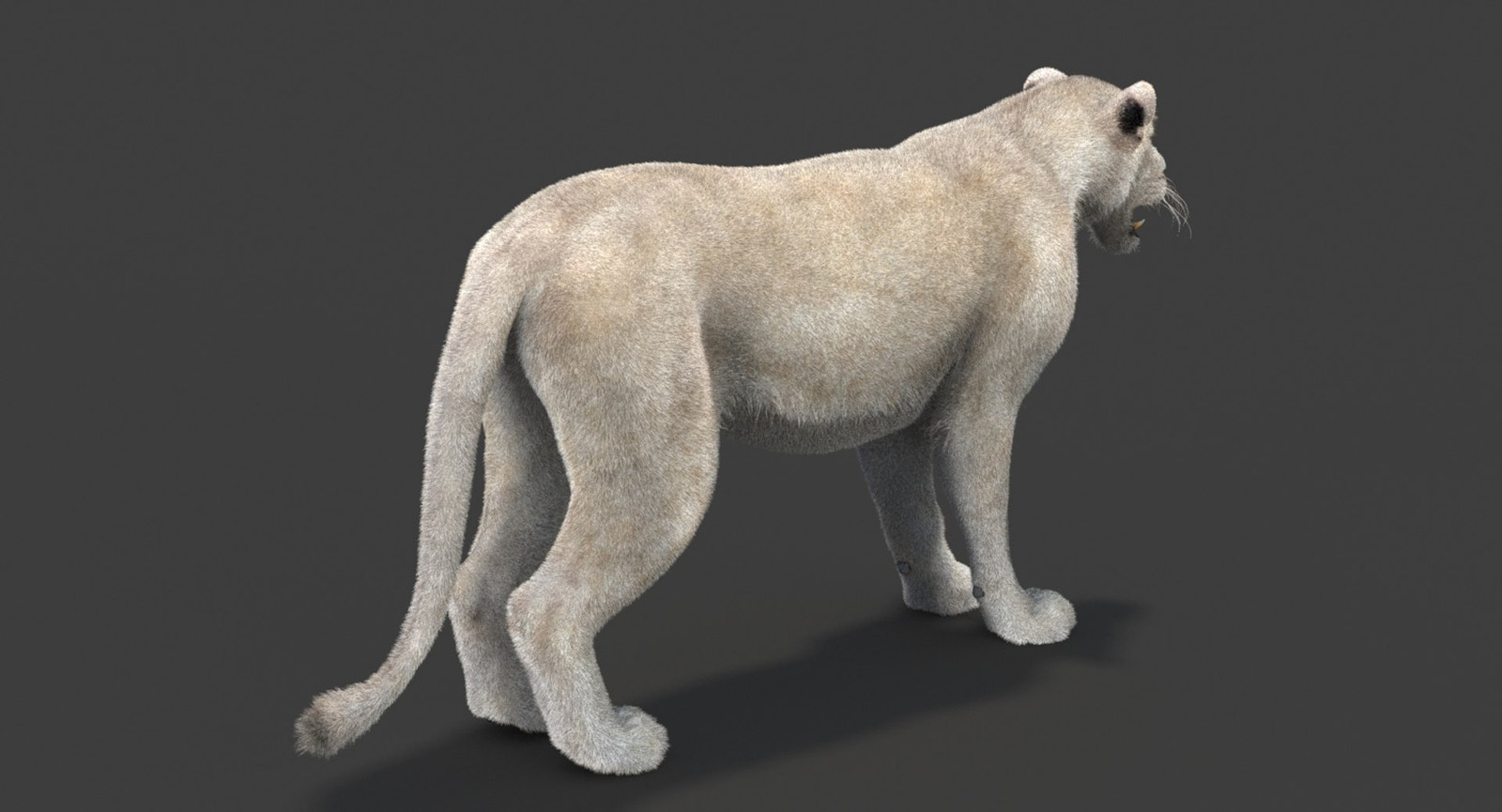 White Lioness 3D Model with Fur — Game-Ready