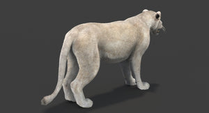 White Lioness 3D Model with Fur — Game-Ready Thumbnail