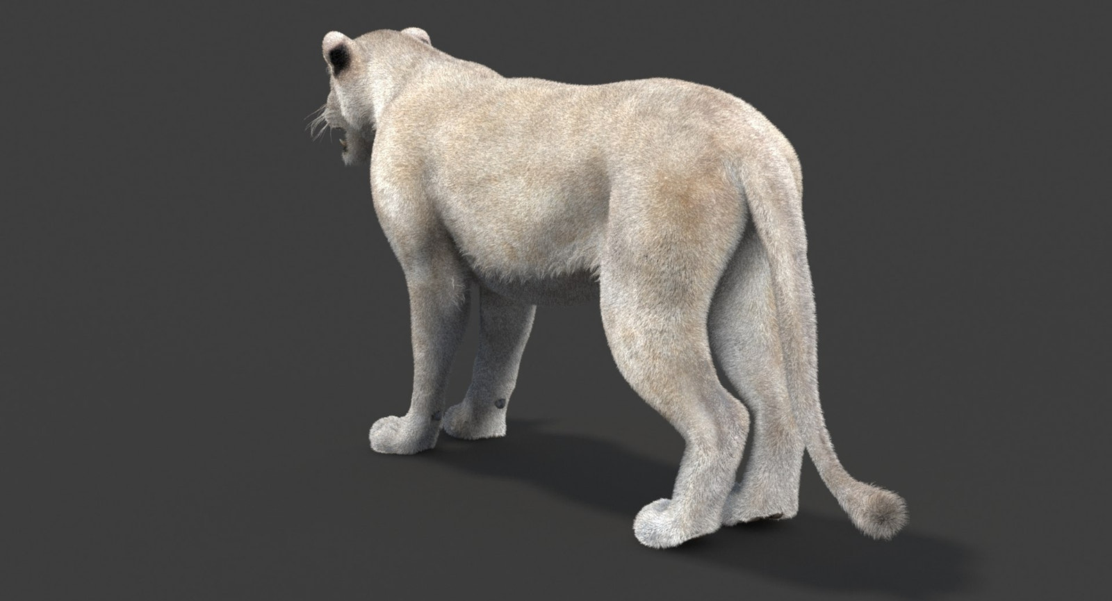 White Lioness 3D Model with Fur — Game-Ready