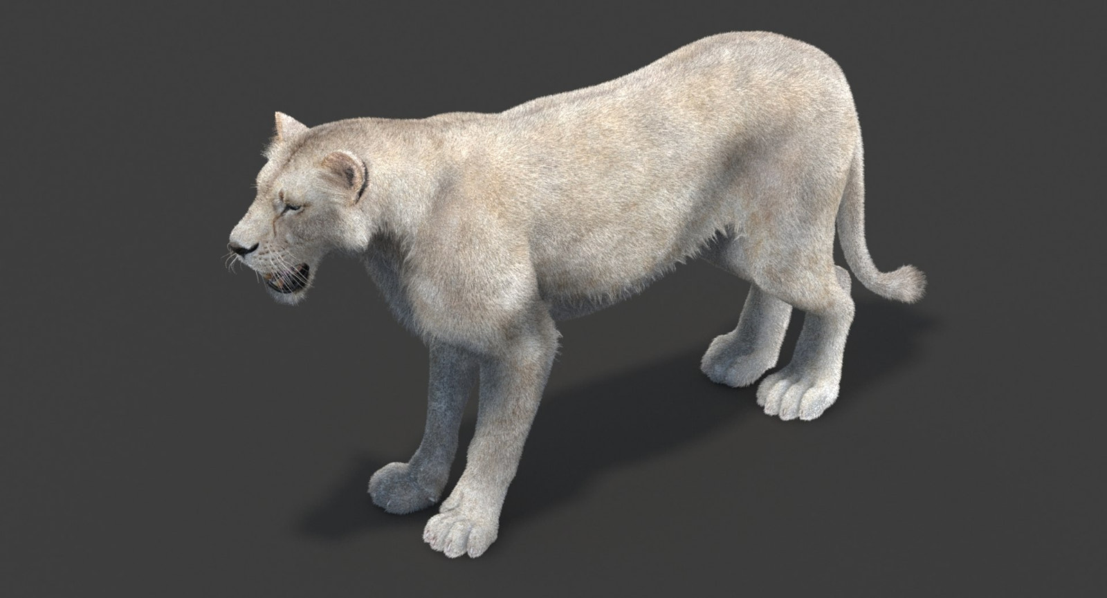 White Lioness 3D Model with Fur — Game-Ready