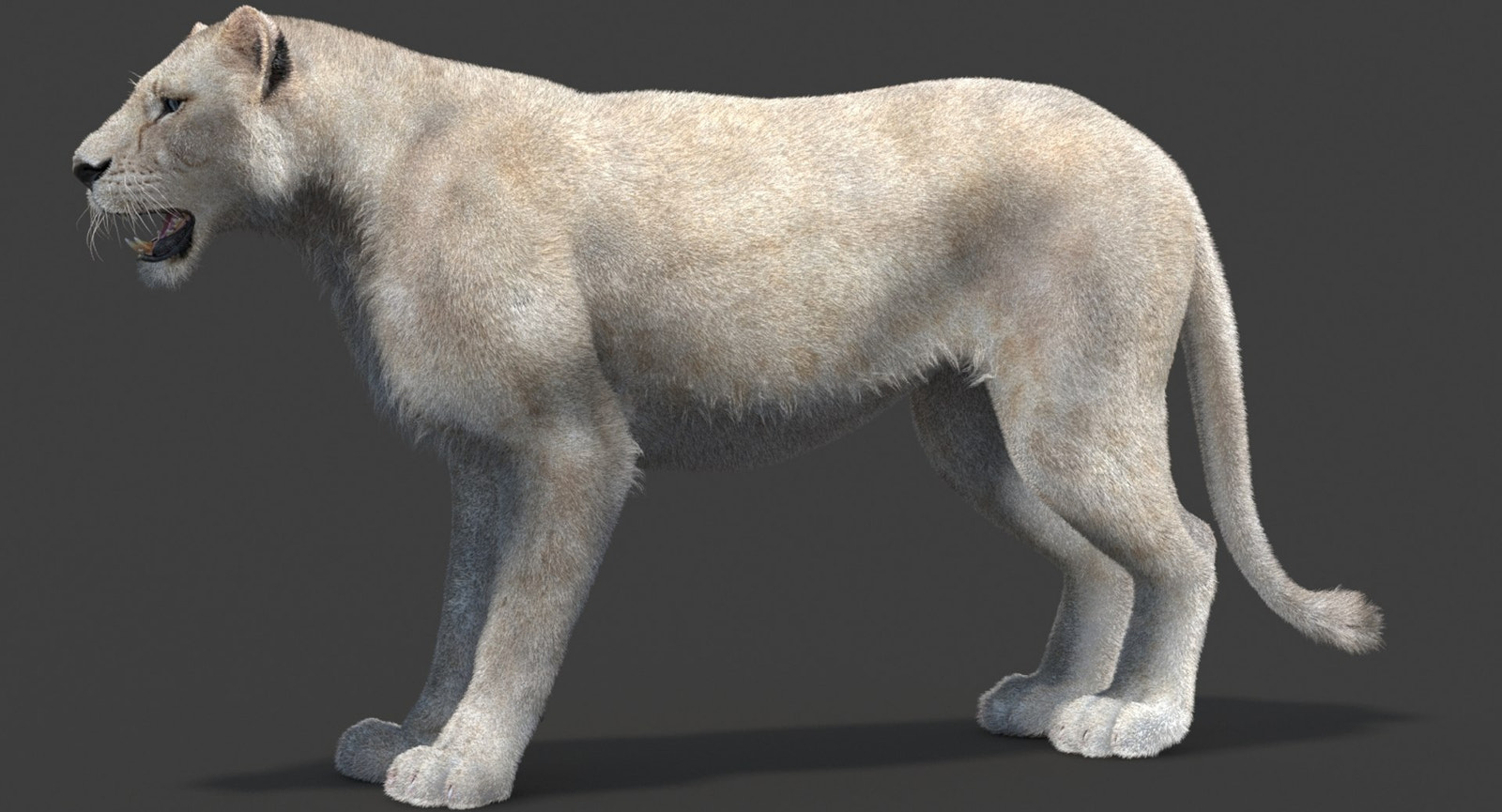 White Lioness 3D Model with Fur — Game-Ready