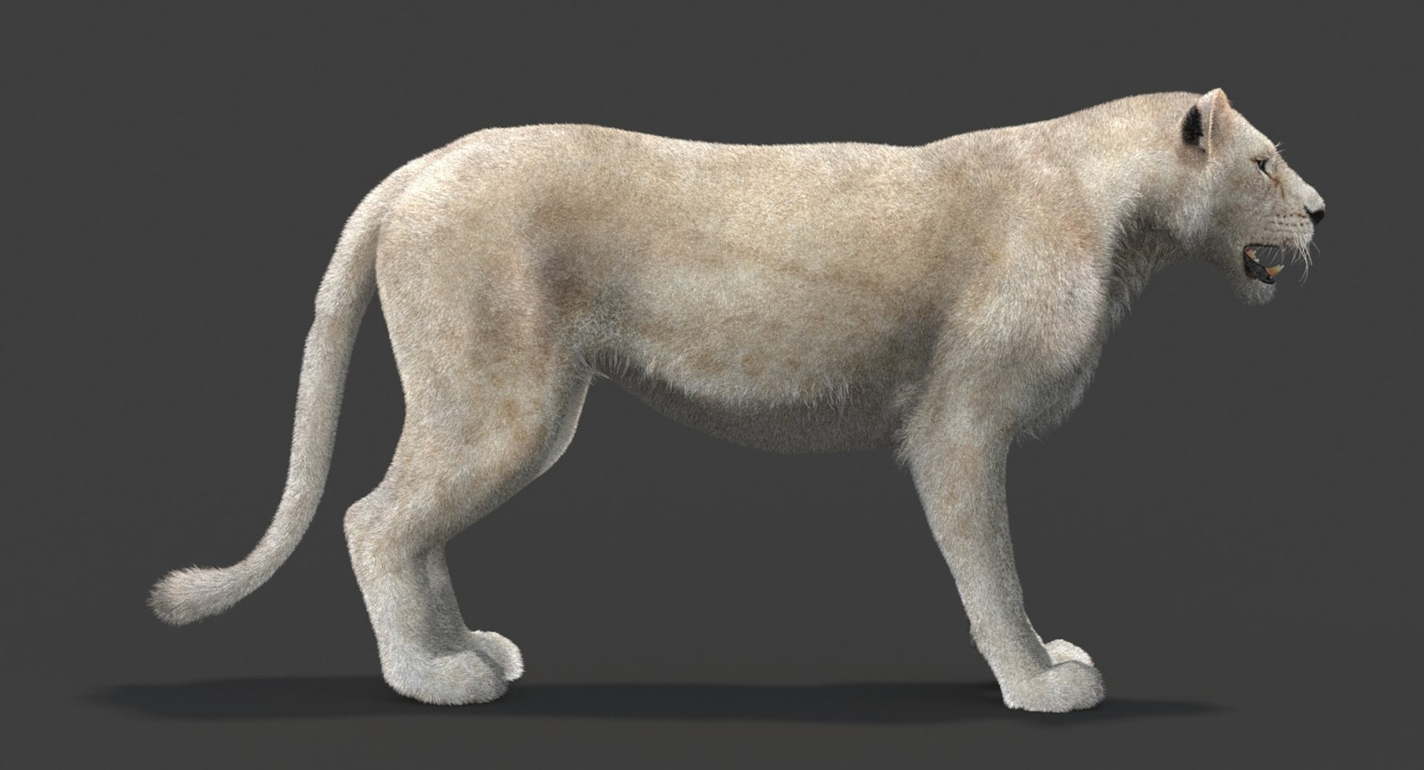 White Lioness 3D Model with Fur — Game-Ready