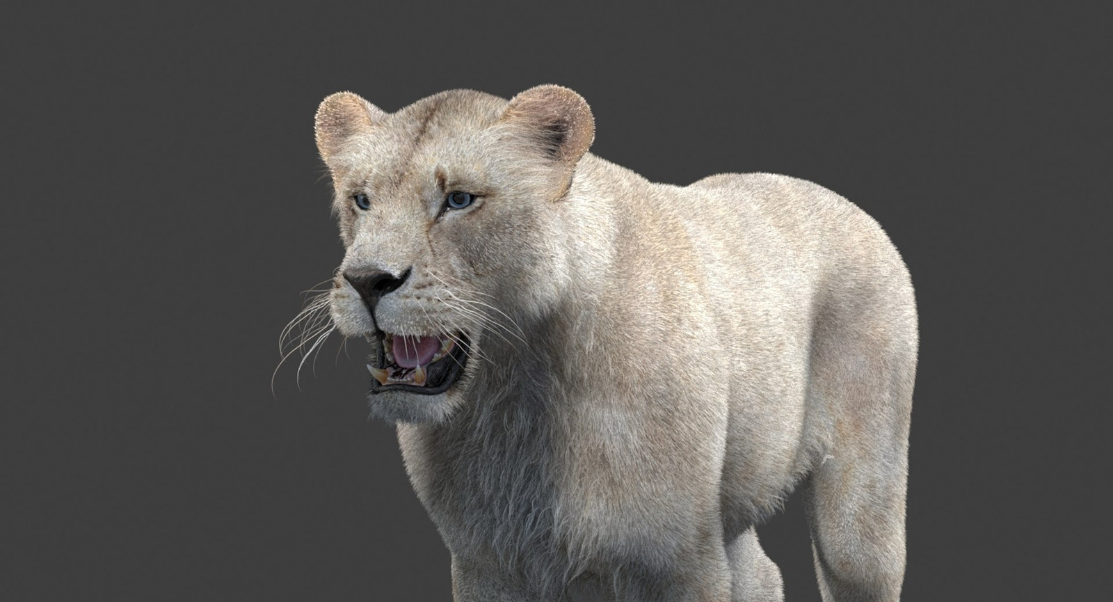 White Lioness 3D Model with Fur — Game-Ready