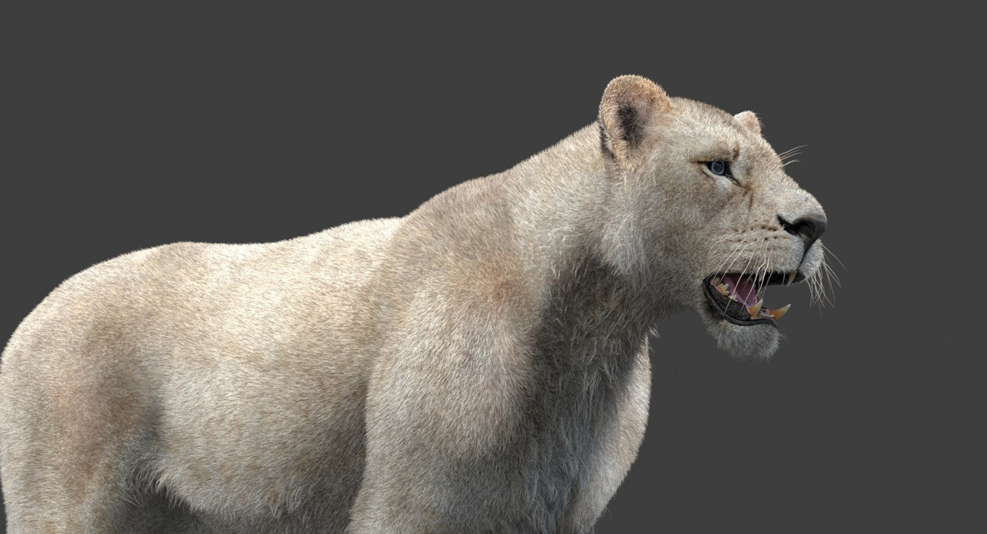White Lioness 3D Model with Fur — Game-Ready