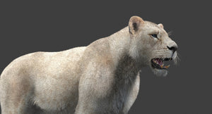 White Lioness 3D Model with Fur — Game-Ready Thumbnail