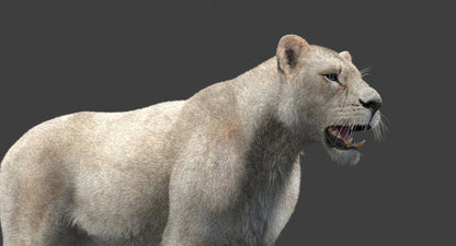White Lioness Fur 3D Model