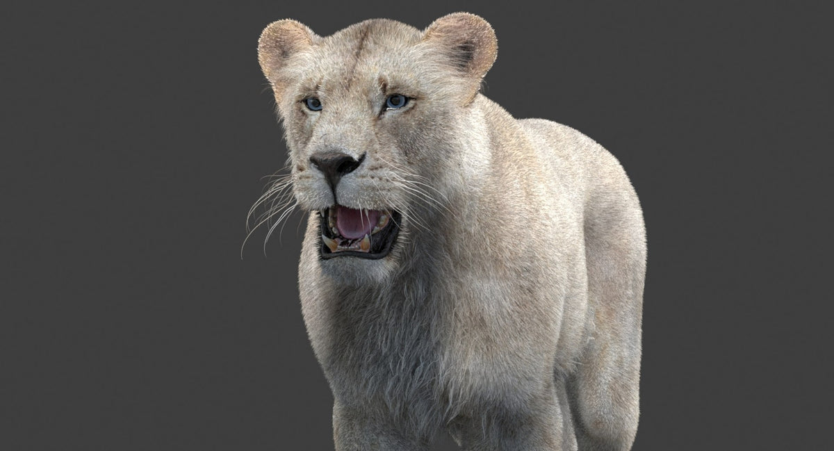 White Lioness 3D Model with Fur — Game-Ready
