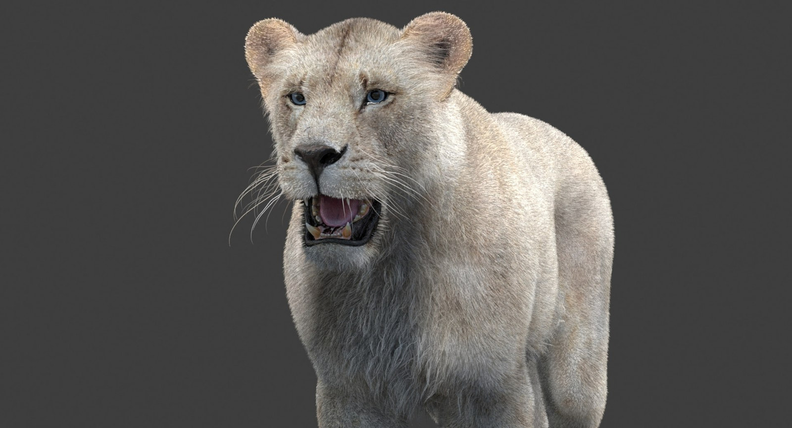 White Lioness 3D Model with Fur — Game-Ready