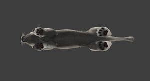 White Lioness Fur 3D Model Thumbnail