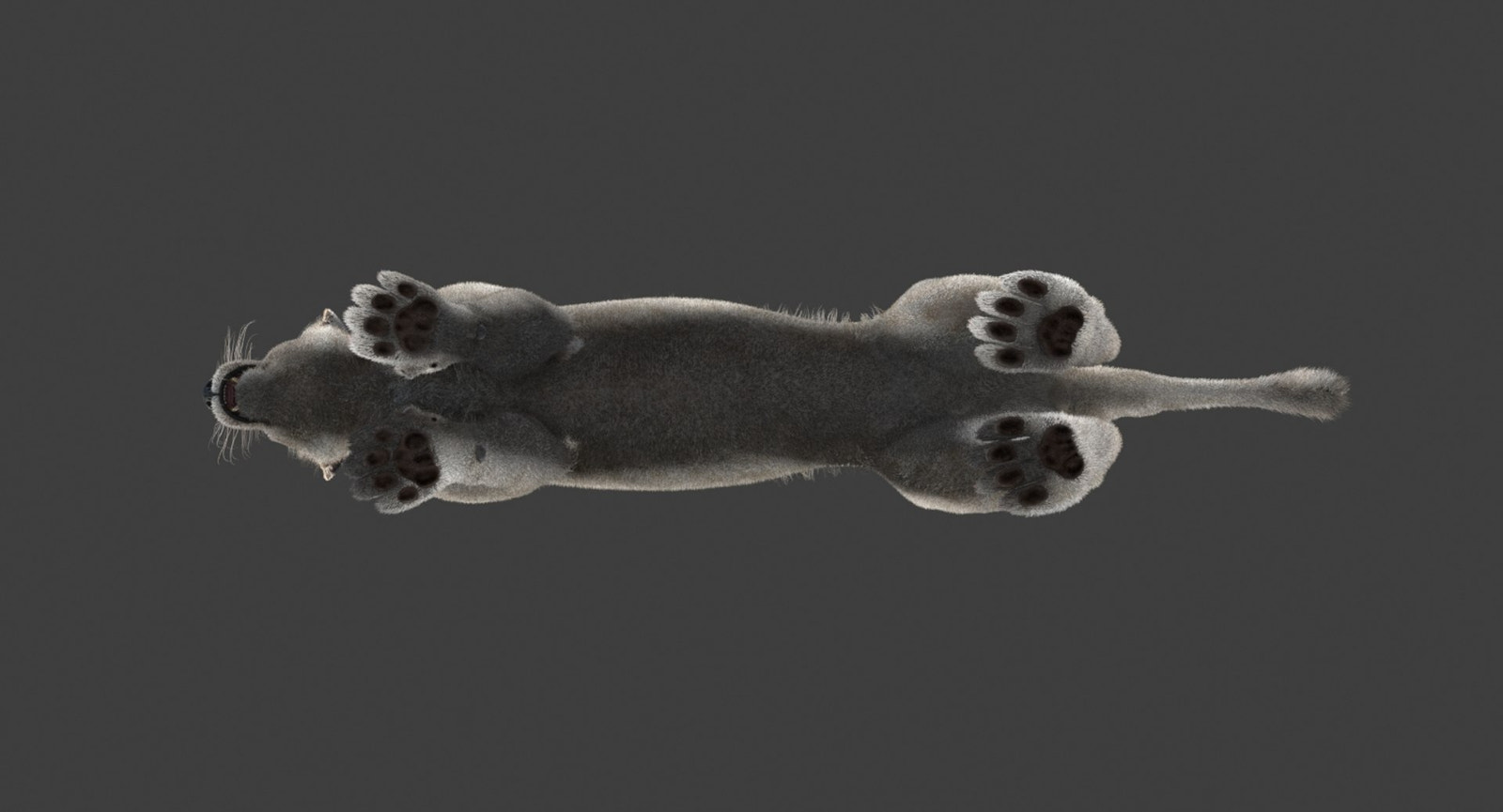 White Lioness Fur 3D Model