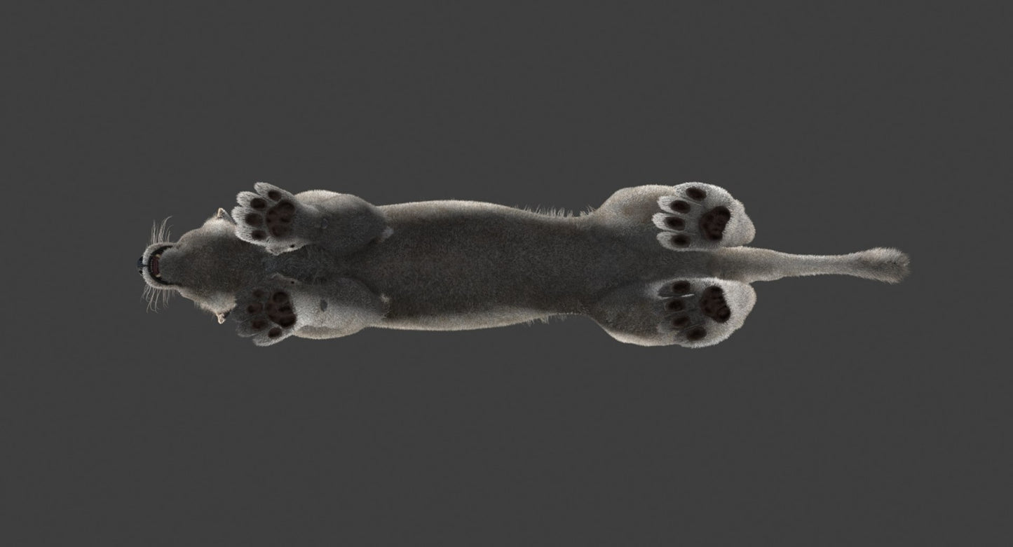 White Lioness Fur 3D Model