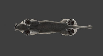White Lioness Fur 3D Model