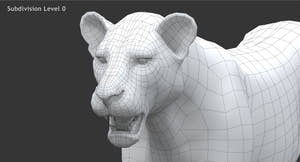 Realistic Lioness 3D Model : Wireframe View Subdivision 0 - Head close up Thumbnail