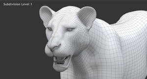 Realistic Lioness 3D Model : Wireframe View Subdivision 1 - Head close up Thumbnail