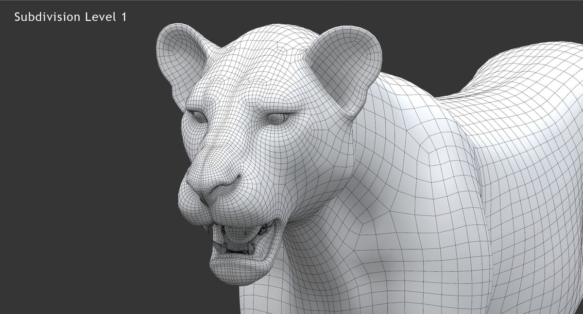 Realistic Lioness 3D Model : Wireframe View Subdivision 1 - Head close up