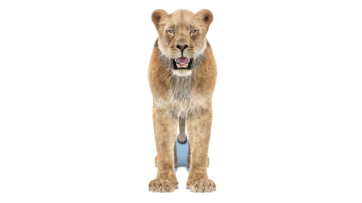 Lioness 3D Model - Hair and Fur - 360 Degree View