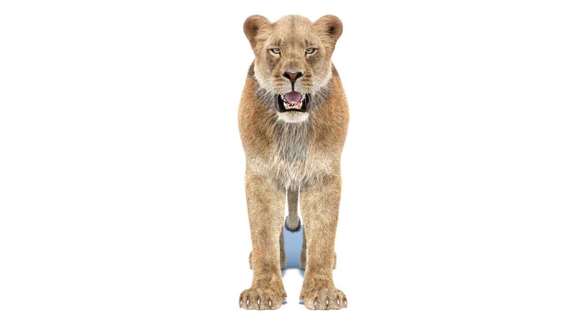 Lioness 3D Model Fur - 360 Degree View