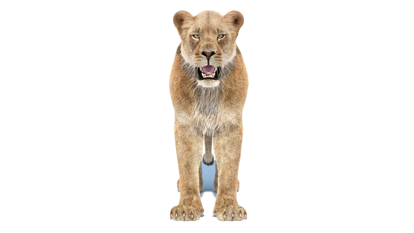 Lioness 3D Model Fur - 360 Degree View