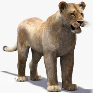 Lioness 3D Model with Fur — VFX-Ready Thumbnail