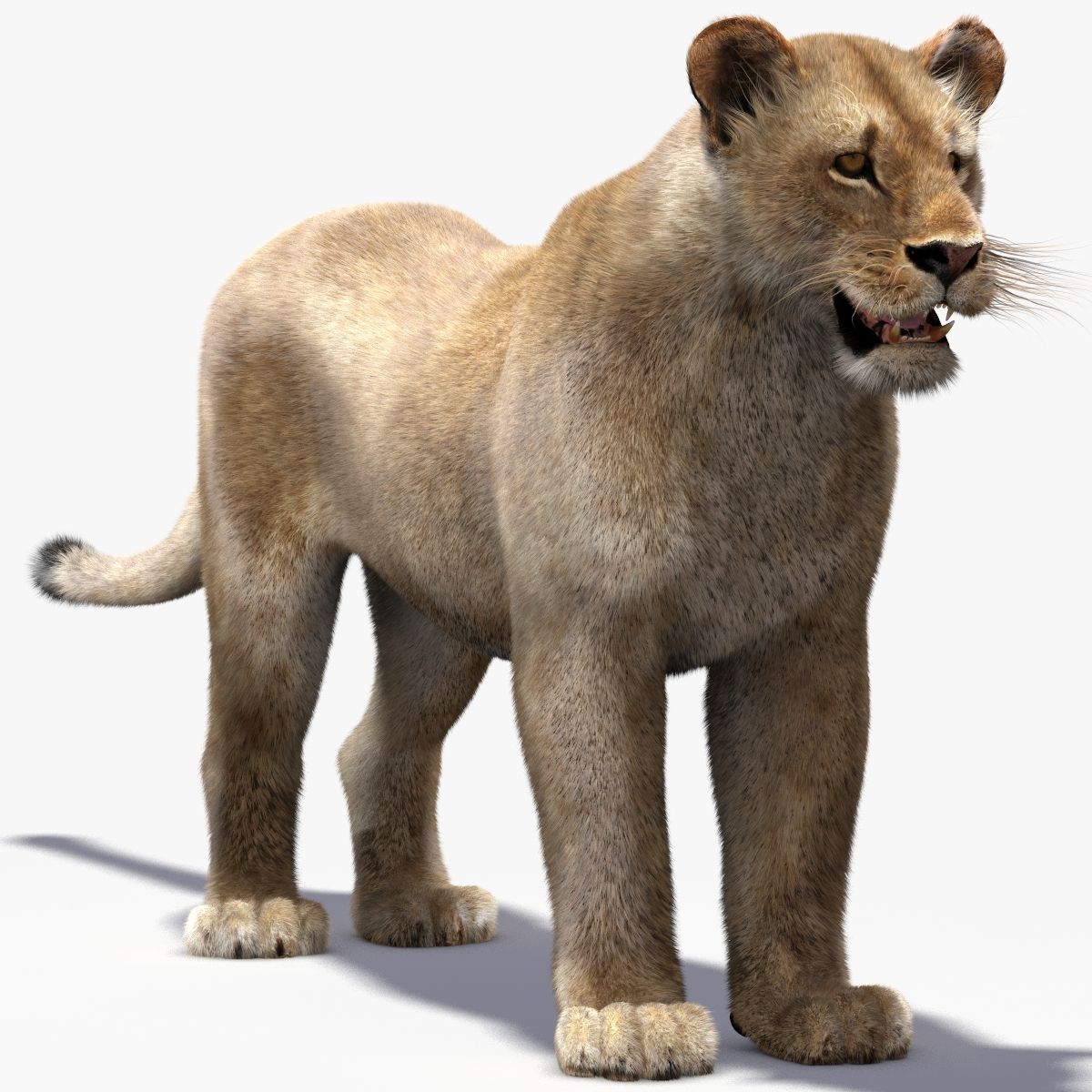 Lioness 3D Model with Fur — VFX-Ready