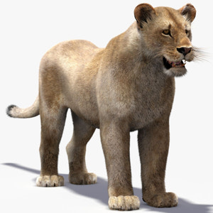 Lioness 3D Model with Fur — VFX-Ready Thumbnail