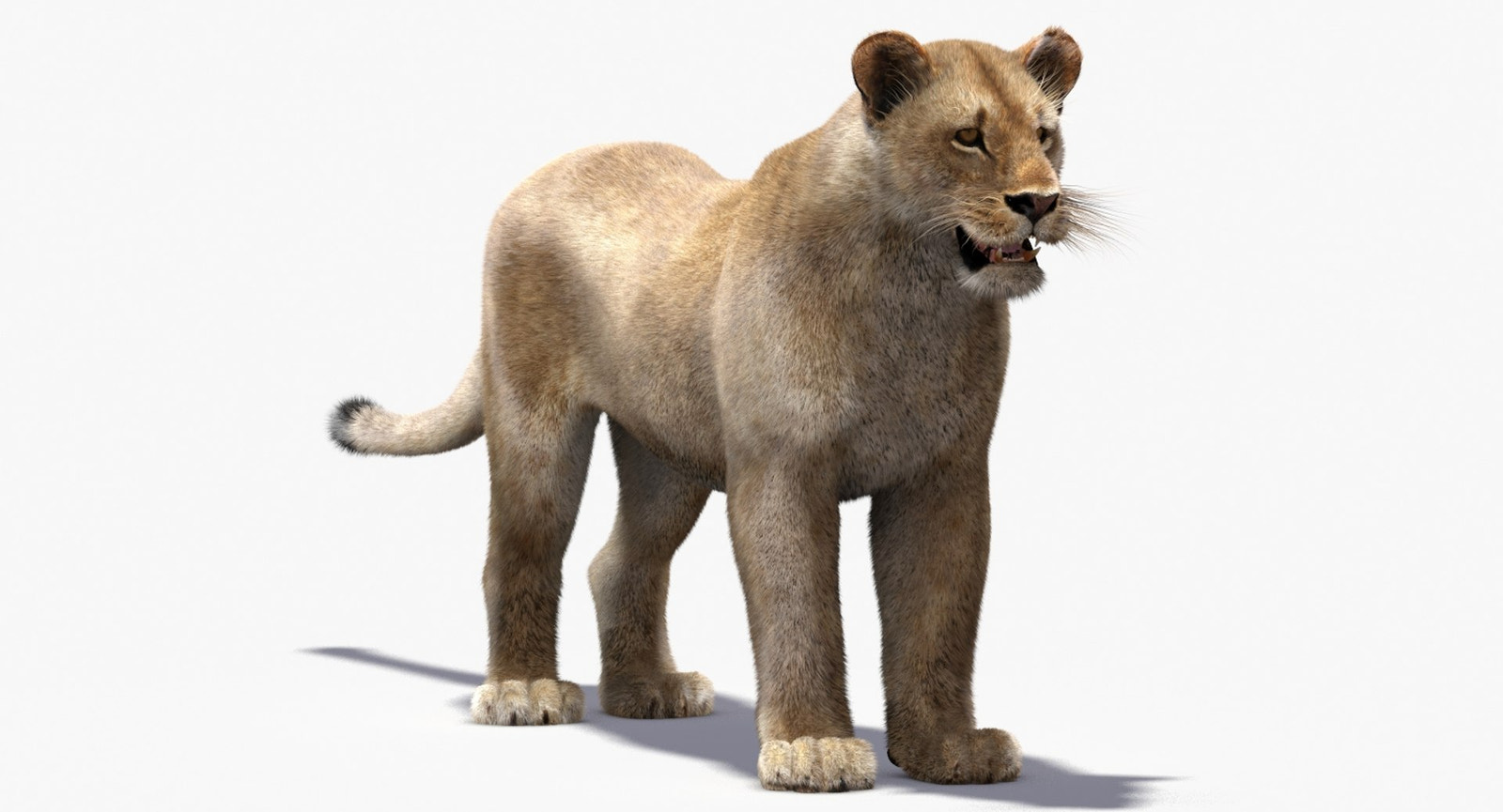 Lioness 3D Model with Fur — VFX-Ready