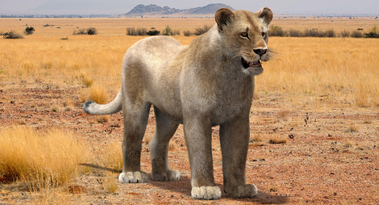 Lioness 3D Model with Fur — VFX-Ready