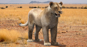 Lioness 3D Model with Fur — VFX-Ready Thumbnail