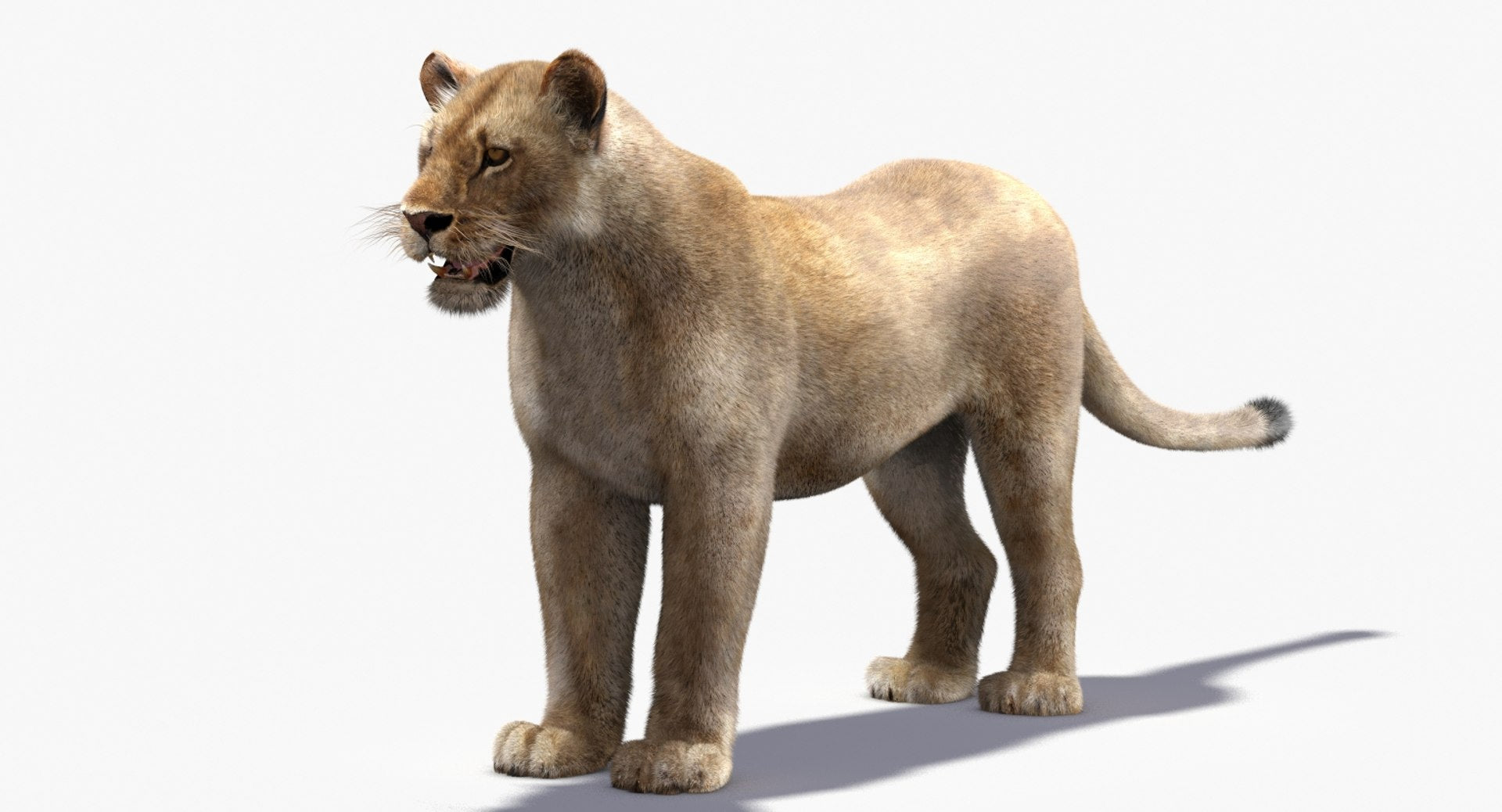 Lioness 3D Model with Fur — VFX-Ready