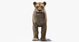 Lioness 3D Model with Fur — VFX-Ready Thumbnail