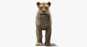 Lioness 3D Model with Fur — VFX-Ready Thumbnail