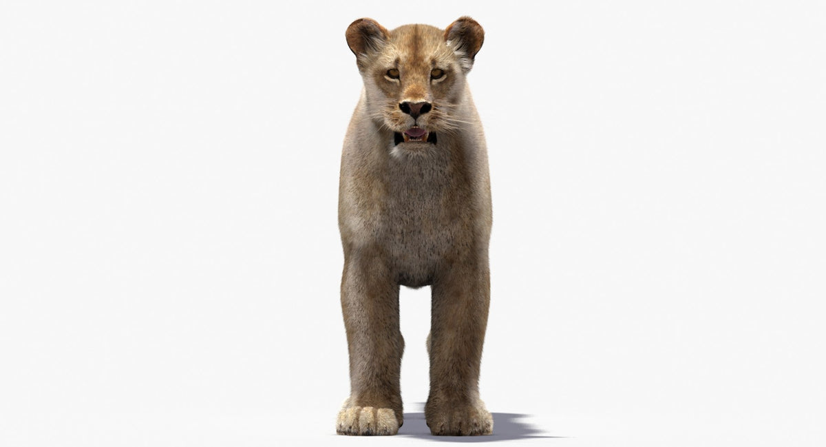 Lioness 3D Model with Fur — VFX-Ready