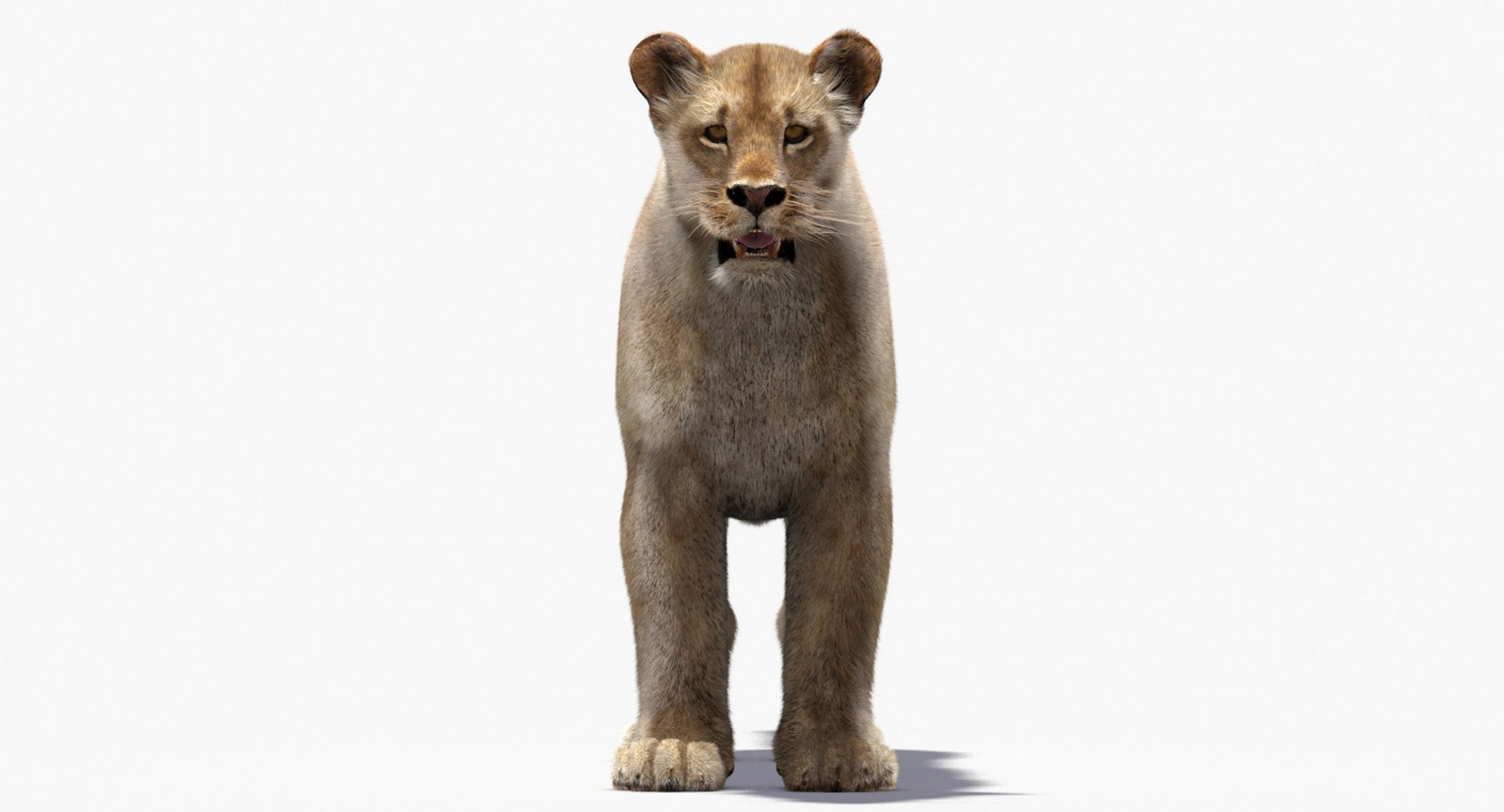 Lioness 3D Model with Fur — VFX-Ready