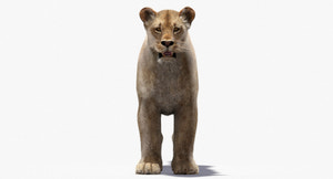 Lioness 3D Model with Fur — VFX-Ready Thumbnail