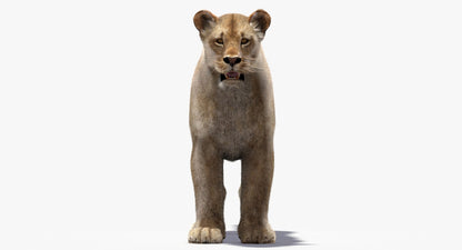 Lioness Fur 3D Model