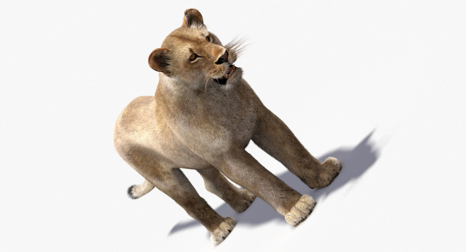 Lioness 3D Model with Fur — VFX-Ready