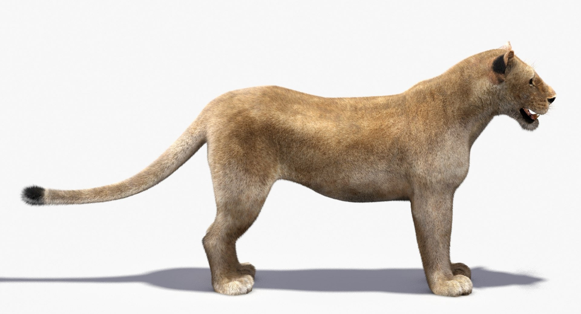 Lioness 3D Model with Fur — VFX-Ready