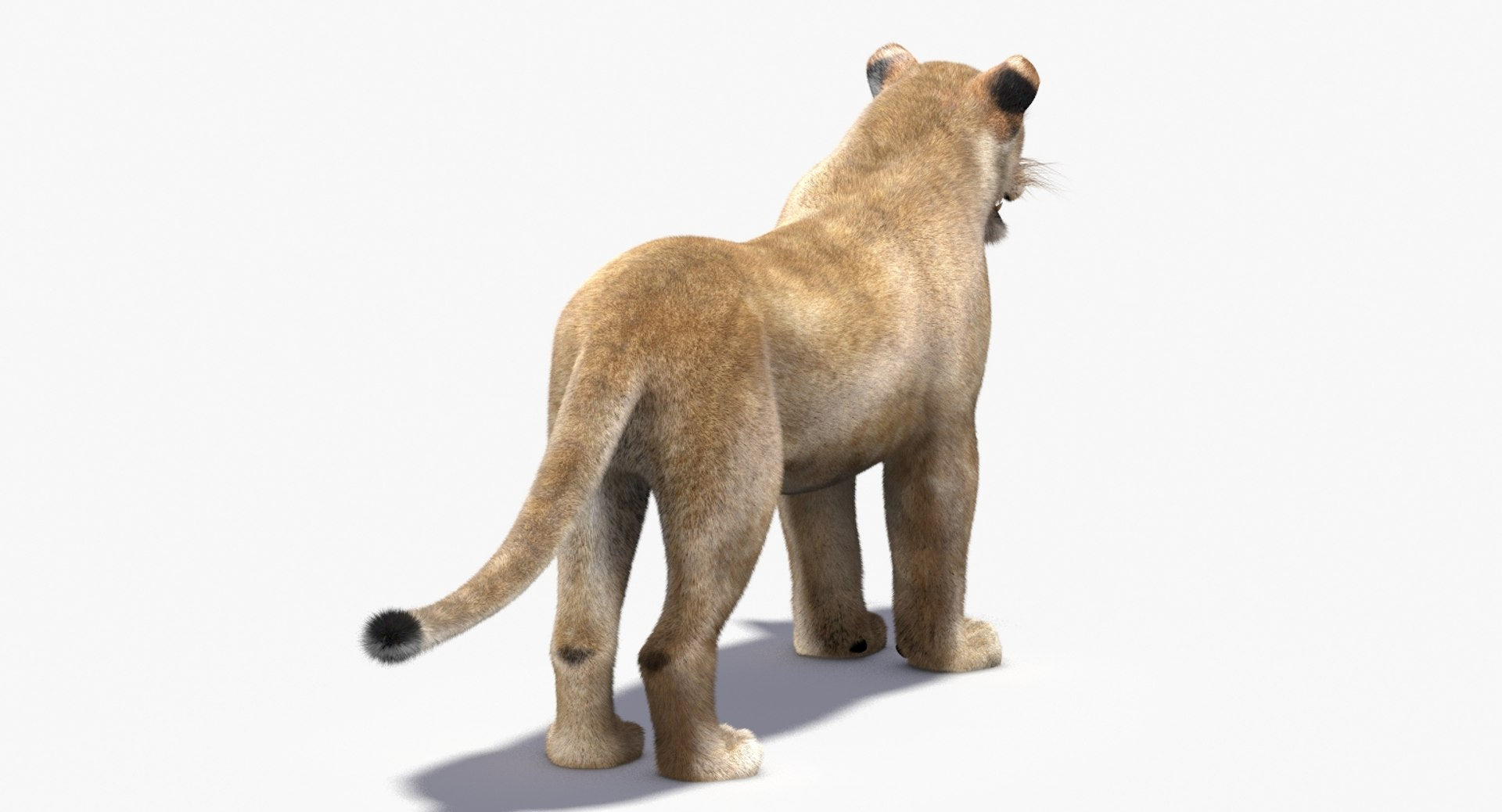 Lioness 3D Model with Fur — VFX-Ready